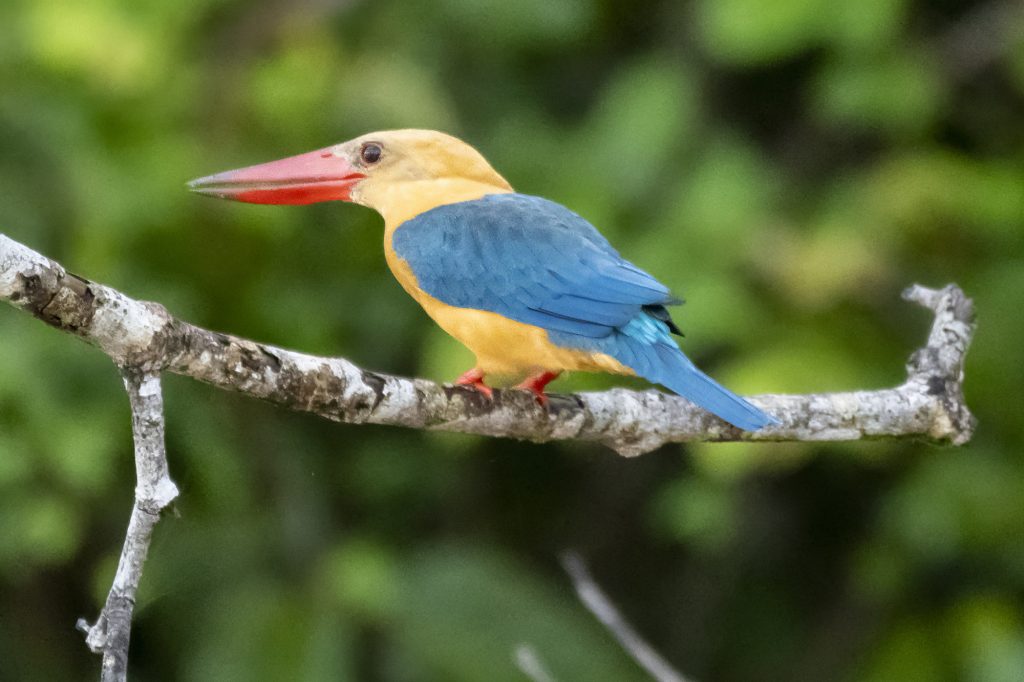 Stork Billed Kingfisher